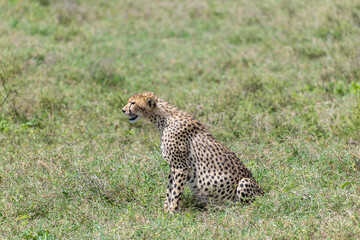 Naklejka premium Gepard sitzt auf einer Wiese in der Serengeti und schaut sich um 