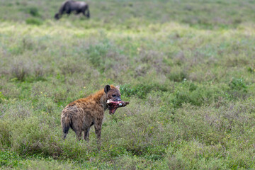 Obraz premium Eine Hyäne in der Serengeti hat eine Keule von einem Zebra im Maul 
