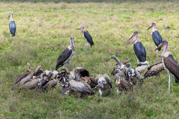Obraz premium Geier und Marabus in der Serengeti fressen einen Kadaver