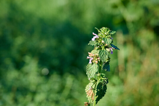 Black horehound(Ballota nigra) with pink flowers.