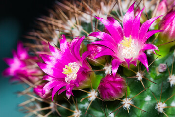 Obraz premium Mammillaria backebergiana, of the family Cactaceae.