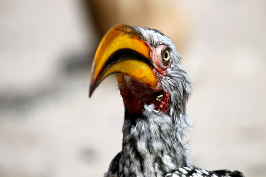 Yellow billed hornbill close up perched in tree Kalahari Southern Africa