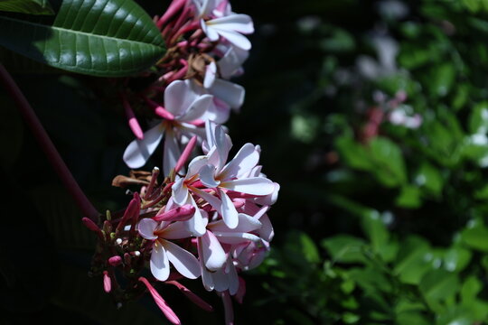 Fleurs de frangipanier (Plumeria rubra) en gros plan
