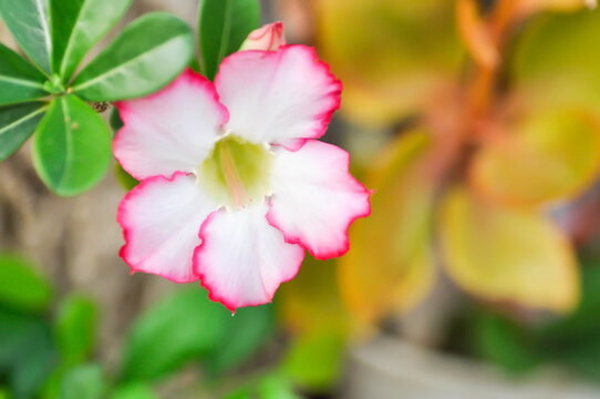 Desert rose, APOCYACEAE or Adenium obesum or Mock Azalea or Pink bignonia or Impala lily or pink and white flower