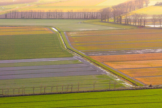 Aerial view of colorful agricultural fields and rows of bare trees under soft golden light Mont Saint-Michel, Normandy, France.
