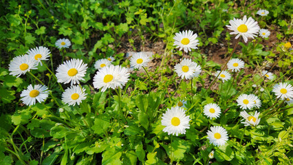 White delicate flowers of daisies (Bellis perennis) in a park garden in springtime as nature background © cilicia
