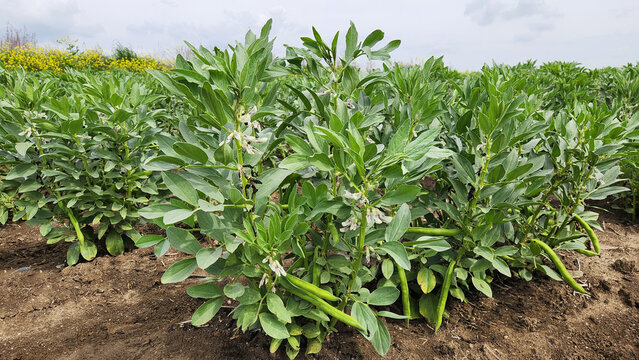 Fava bean (Vicia faba) in a fiield in spring, showing both flowers and developing pods