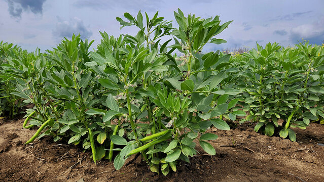 Fava bean (Vicia faba) in a fiield in spring, showing both flowers and developing pods