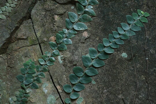 Figuier rampant (Ficus pumila) sur mur en pierre
