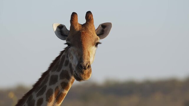4K 30fps footage of a South African giraffe feeding in the Greater Mapungubwe Conservation Area, Botswana. Wildlife behaviour in natural mopane veld habitat, ideal for documentary and commercial use.