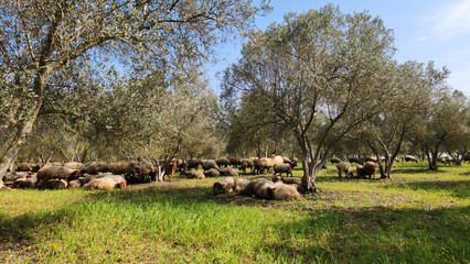Fototapeta premium A flock of Awassi sheep grazing on fresh green spring grass in an olive grove in the Mediterranean region