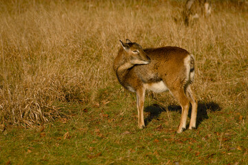 Obraz premium European mouflon ewe grooming on meadow in warm sunlight