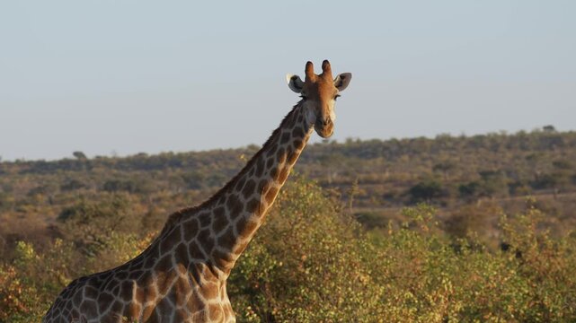 4K 30fps footage of a South African giraffe feeding in the Greater Mapungubwe Conservation Area, Botswana. Wildlife behaviour in natural mopane veld habitat, ideal for documentary and commercial use.