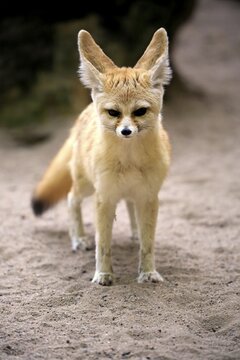 Fennec, fennec fox (Vulpes zerda), adult, watchful, captive, Occurrence North Africa
