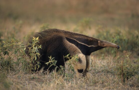 Giant Anteater, (Myrmecophaga tridactyla) Pantanal, Brazil, South America