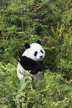 Giant Panda (Ailuropoda melanoleuca), 2 years, China Conservation and Research Centre for the Giant Panda, Chengdu, Sichuan, China