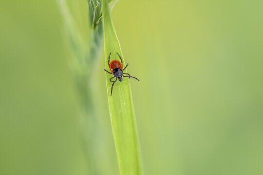 Female tick, Castor Bean Tick (Ixodes ricinus) lurks on a blade of grass, Bavaria, Germany
