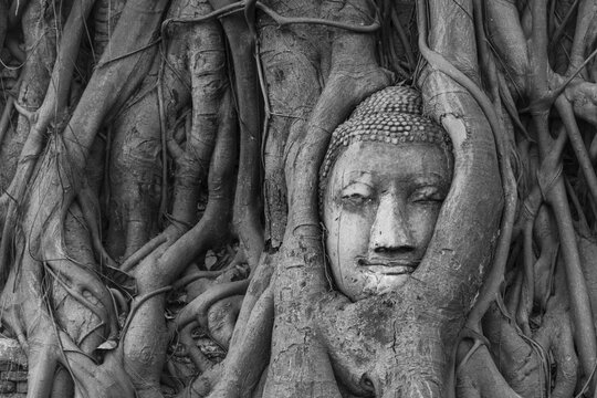 Buddha statue head ingrown in strangler fig roots (Ficus religiosa), Wat Mahathat, Ayutthaya, Central Thailand
