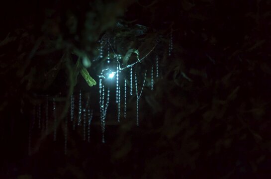 Bioluminescence, luminous glow worm (Arachnocampa luminosa), maggot of Fungus gnats (Mycetophilidae) in a cave, endemic in New Zealand, Leith Valley, Dunedin, New Zealand