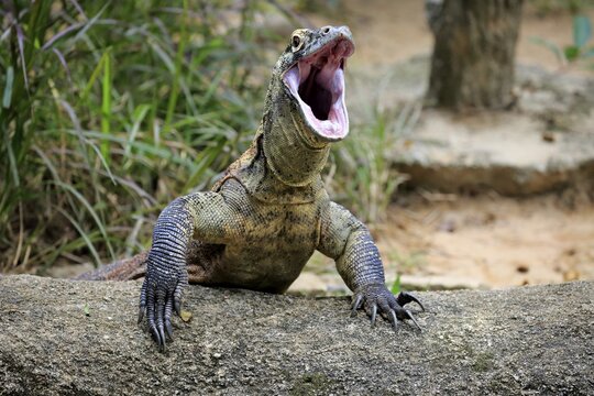 Komodo dragon (Varanus komodoensis), adult on rocks, open mouth, captive