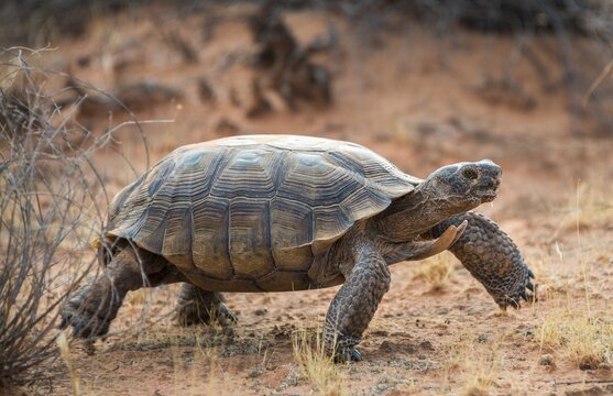 Agassiz's desert tortoise (Gopherus agassizii) walking in dry terrain, Valley of Fire, Mojave Desert, Nevada, USA