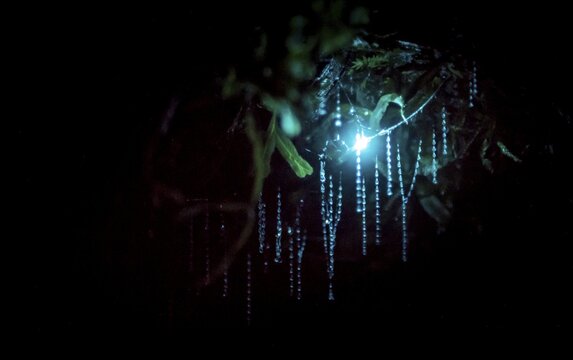 Bioluminescence, luminous glow worm (Arachnocampa luminosa), maggot of Fungus gnats (Mycetophilidae) in a cave, endemic in New Zealand, Leith Valley, Dunedin, New Zealand