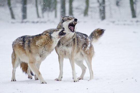 Howling Wolves (Canis lupus) in the snow, Hesse, Germany