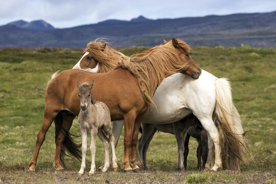 Icelandic horses (Equus islandicus), mares and colt foals stand on a paddock, Iceland