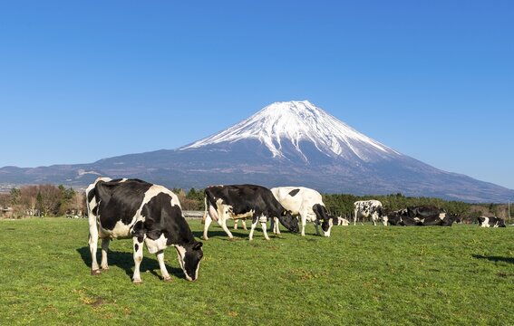 Black and white cows on a green pasture in front of volcano Mt. Fuji, Yamanashi Prefecture, Japan