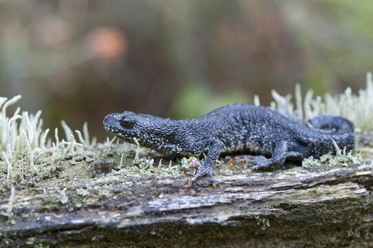 Northern crested newt (Triturus cristatus), Emsland, Lower Saxony, Germany