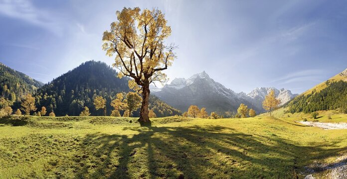 Glowing autumnal maple tree, long shadows, snow-covered mountains, Grosser Ahornboden, Karwendel, Austria, Europe