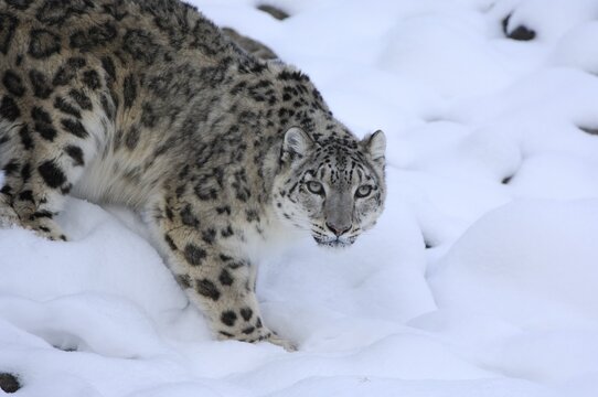 Snow Leopard (Uncia uncia)
