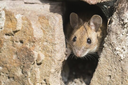 House mouse (Mus musculus) looking out of a hole in stone wall, Germany