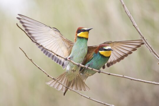 Two Bee-eaters (Merops apiaster) perched on a twig, Saxony-Anhalt, Germany