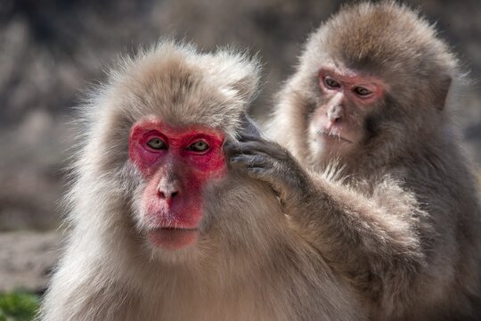 Two Japanese macaque (Macaca fuscata) in body care, delousing, Yamanouchi, Nagano Prefecture, Honshu Island, Japan