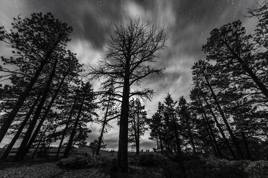 Silhouettes of trees at night under a starry sky, Bryce Canyon National Park, Utah, USA