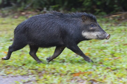 White-lipped Peccary (Tayassu pecari) running, Mato Grosso do Sul, Brazil