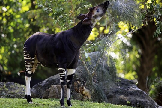 Okapi (Okapia johnstoni), adult-eating, Occurrence in Africa, captive