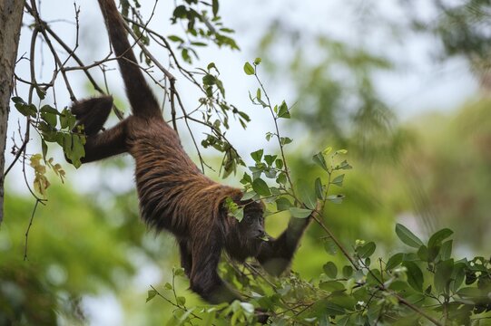 Northern Muriqui (Brachyteles hypoxanthus), critically endangered species, Caratinga, Minas Gerais, Brazil