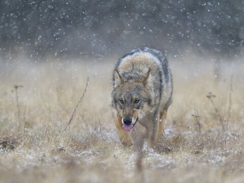 Gray wolf (Canis lupus), runs across a meadow in heavy snowfall, National Park Little Fatra, Slovakia
