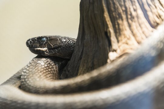 Black Mamba (Dendroaspis polylepis), Living Desert Snake Park, Walvis Bay, Namibia