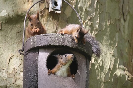 Three young squirrels (Sciurus vulgaris) on owl nesting box, Hesse, Germany