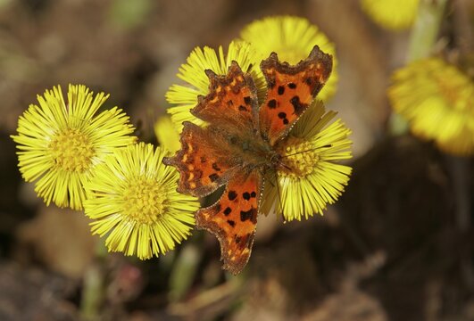 Comma (Polygonia C-album) at Coltsfoot (Tussilago farfara) Hesse, Germany