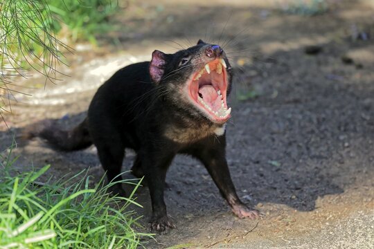 Tasmanian devil (Sarcophilus harrisii), Tasmanian devil, adult threatening, Cuddly Creek, South Australia, Australia