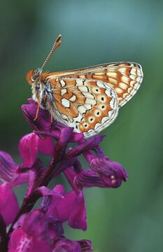 Marsh Fritillary, Euphydryas aurinia