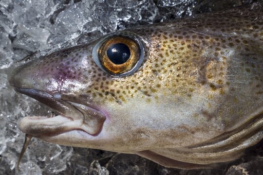 Head of a freshly caught Atlantic cod (Gadus morhua), Westfjorde, Iceland