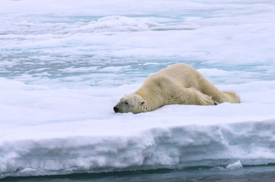 Polar bear (Ursus maritimus), male stretching on pack ice, Svalbard Archipelago, Barents Sea, Arctic, Norway