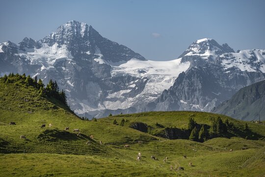 Cows on a mountain pasture, view from Schynige Platte, in the background mountain peaks Breithorn and Tschingelhorn, Jungfrau region, Grindelwald, canton Bern, Switzerland