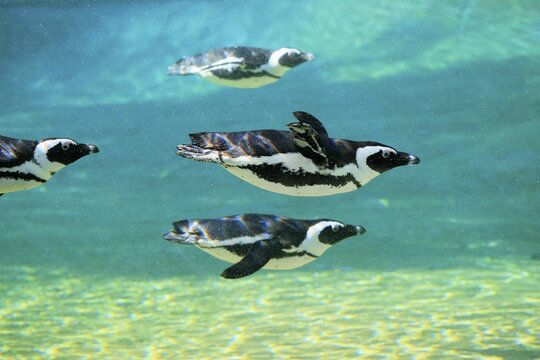 African penguin (Spheniscus demersus), adult, group, in water, swimming, captive, South Africa