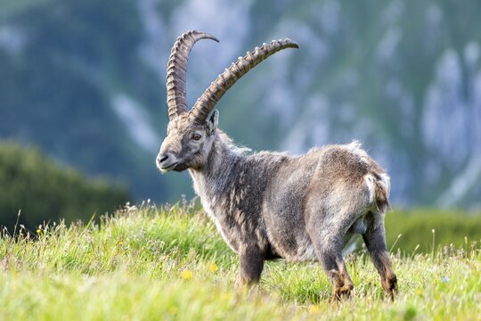 Ibex (Capra ibex), National Park Berchtesgaden, Berchtesgaden, Bavaria, Germany